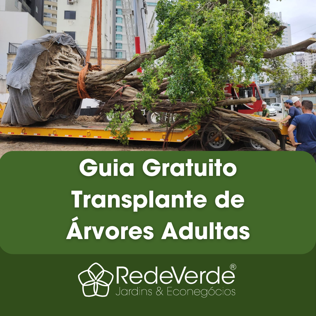 Guia Gratuito Transplante de Árvores Adultas